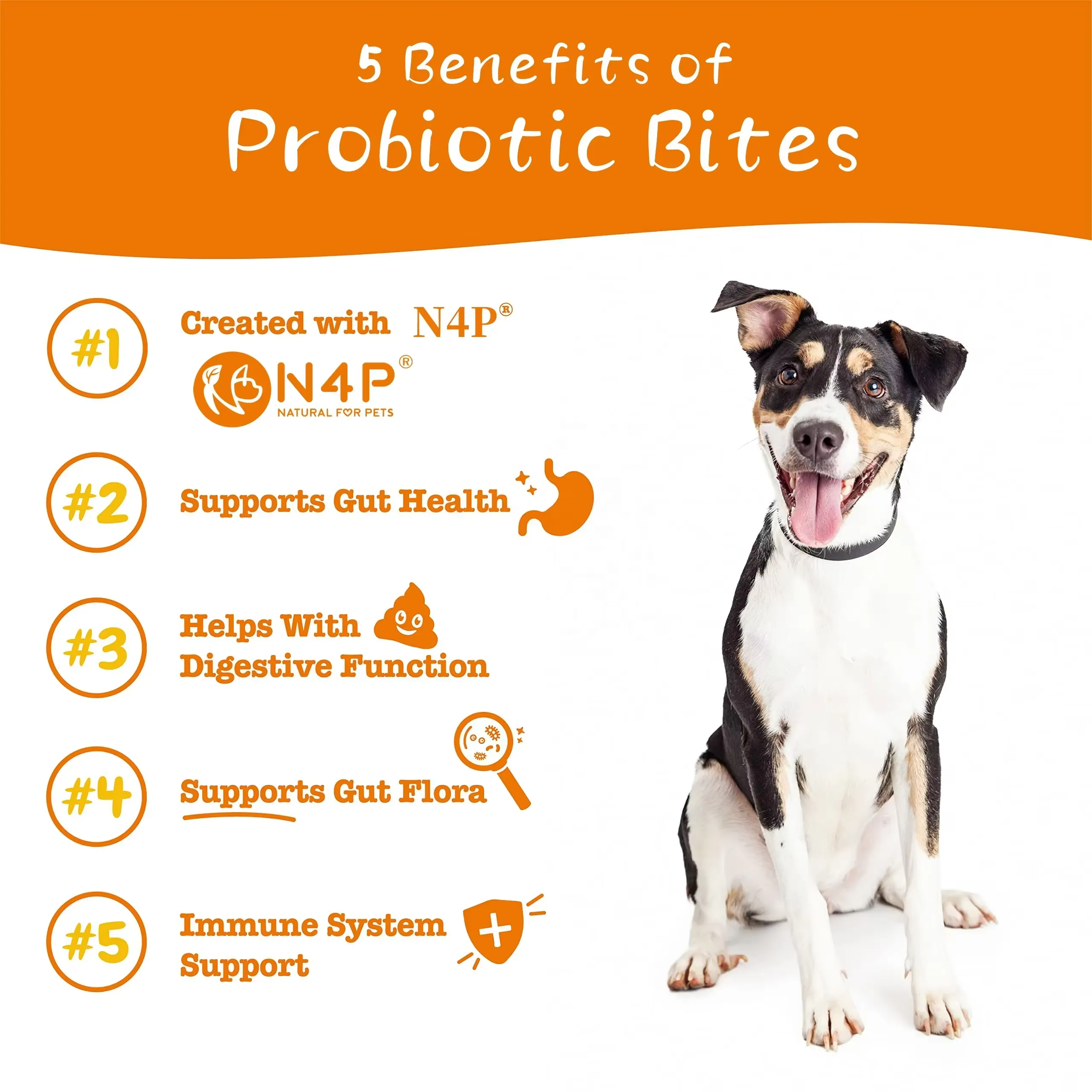 Natural Probiotic Soft Chews Dog Treats Snacks Suppliers for Pet Gut Health Pet Food