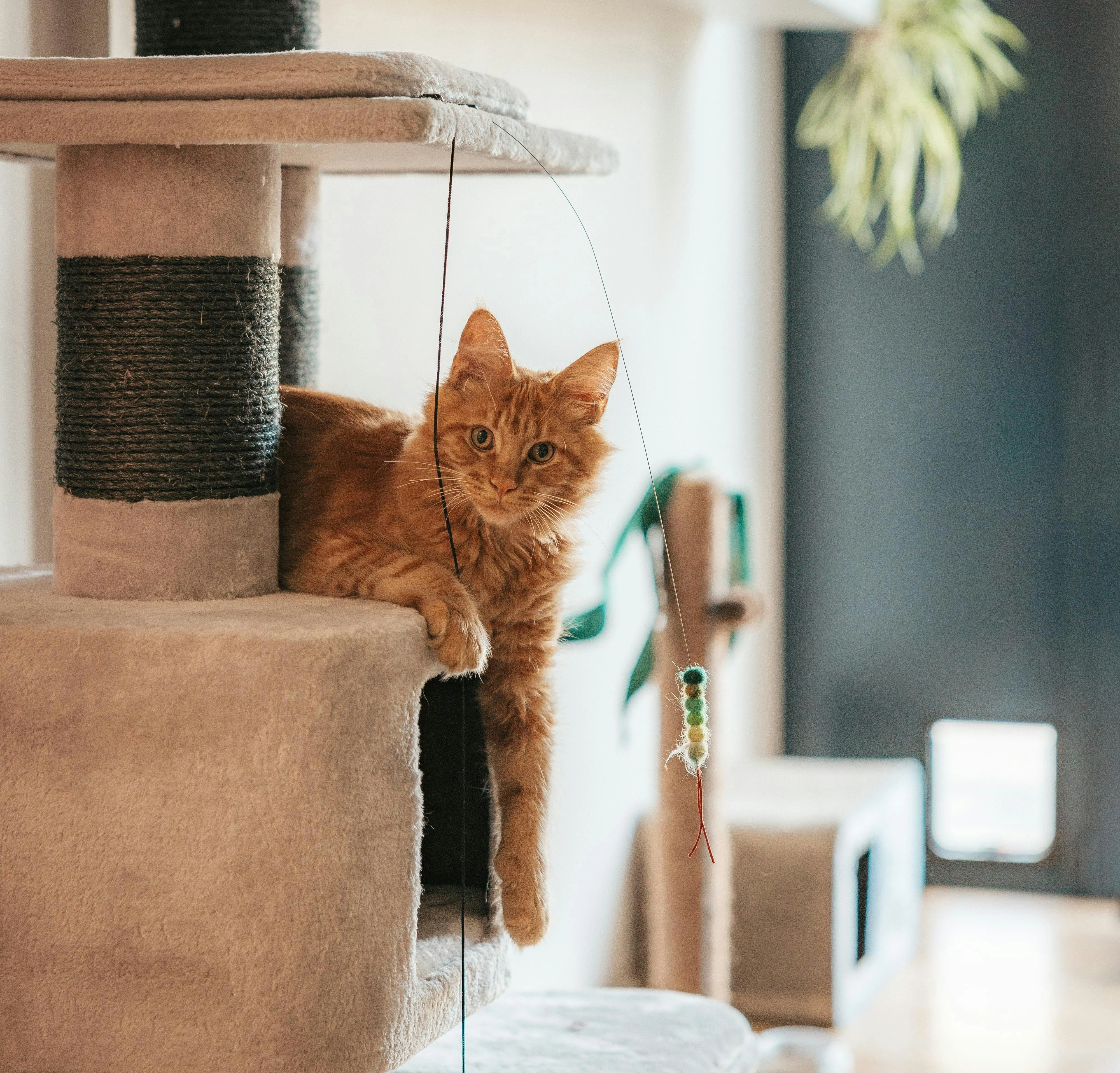 Picking the Perfect Cat Tower