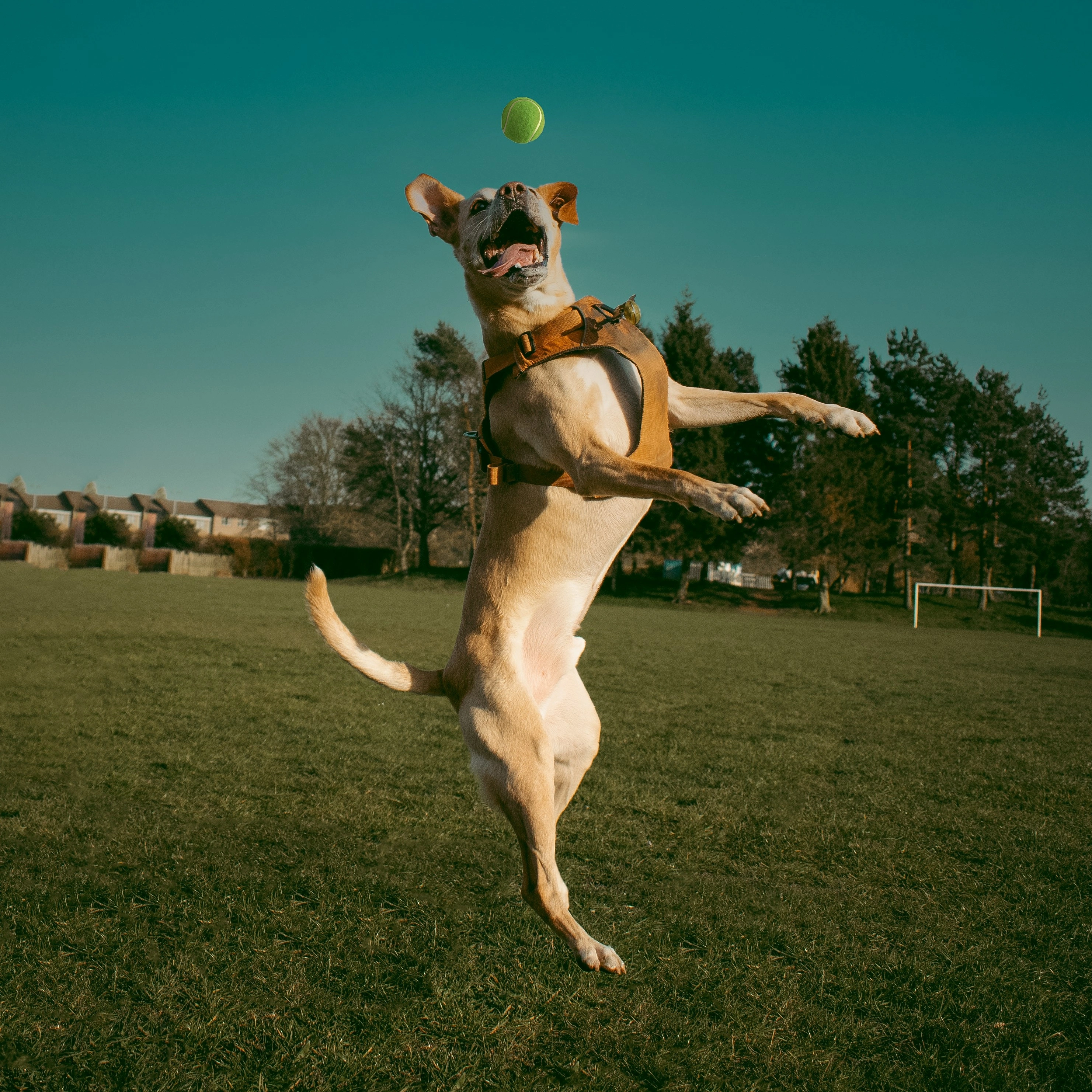 The Multiple Benefits of Dog Activity Puzzle Toy