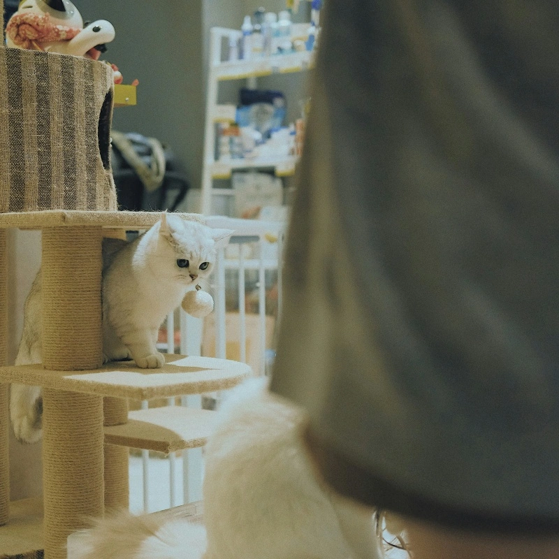 How the Right Pet Food and Supplies Improve Pet Health and Quality of Life