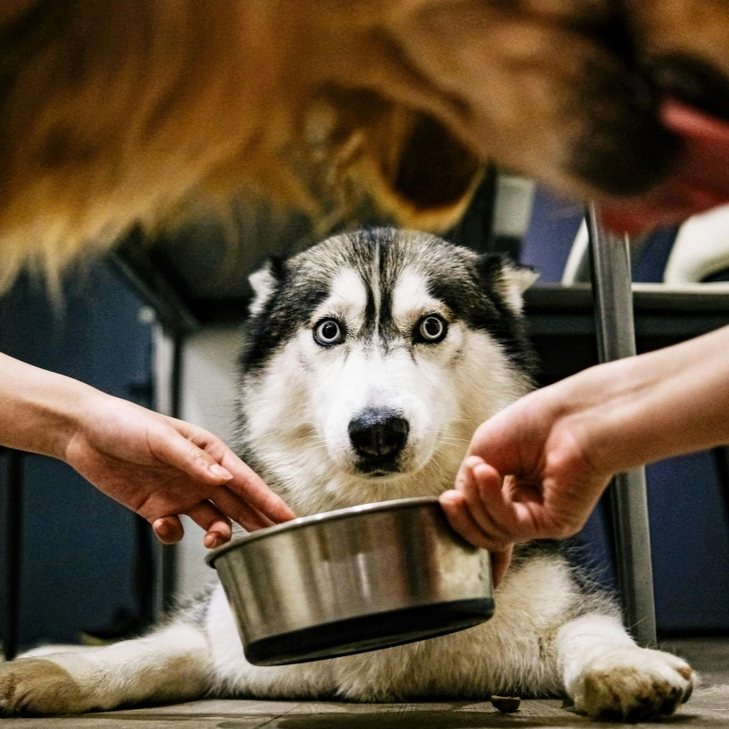 The Ultimate Guide to Choosing the Best Pet Food for Your Furry Friend
