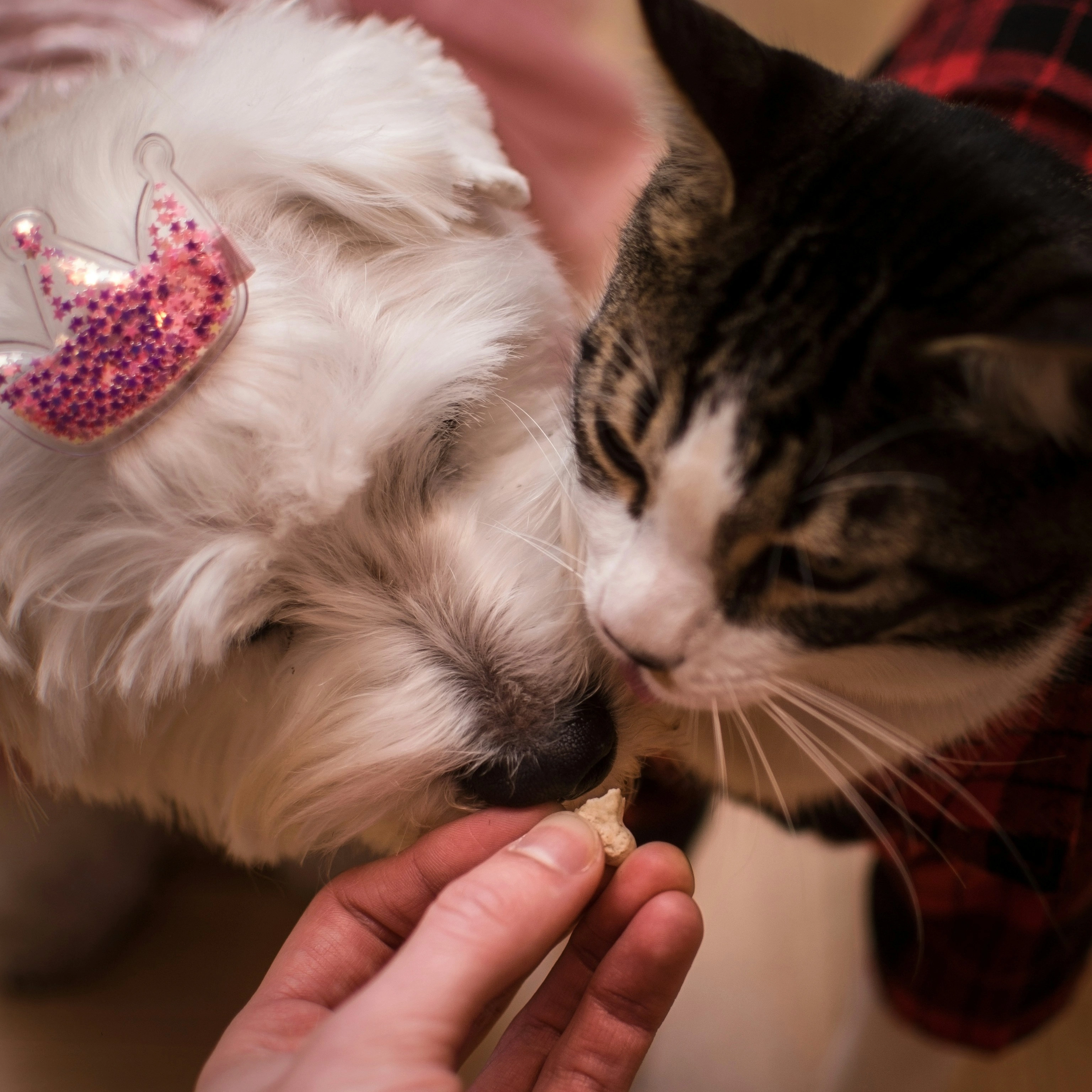 Common Types of Pet Treats on the Market Today: A Complete Guide for Dog and Cat Owners