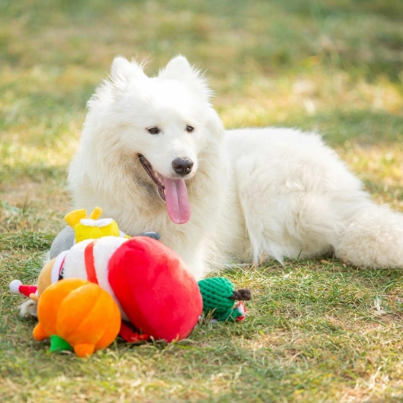 The Most Popular Types of Pet Toys on the Market Today: A Complete Guide for Pet Owners