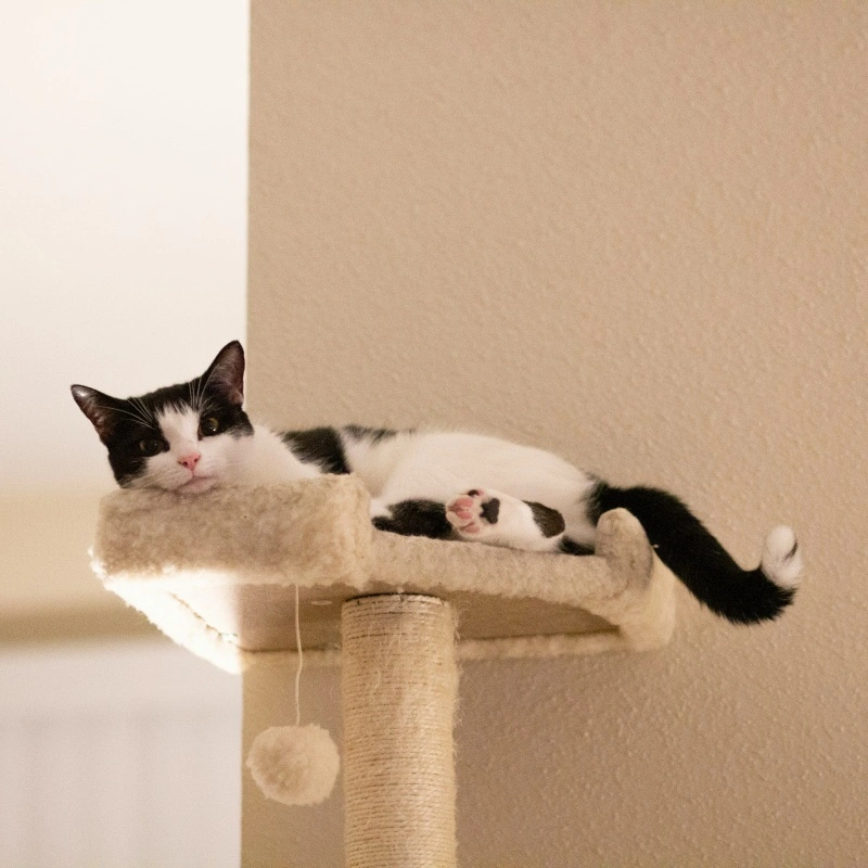 The Complete Product Guide to Cat Trees: How to Choose the Perfect Cat Tower or Condo