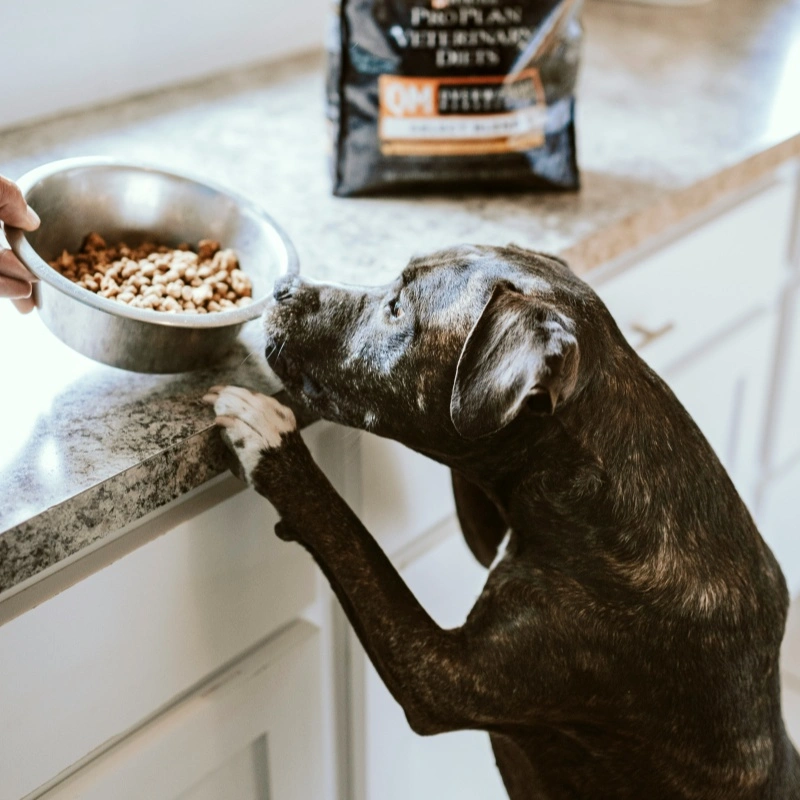 How to Choose the Best Pet Dry Food for Sensitive Stomach Dogs & Cats