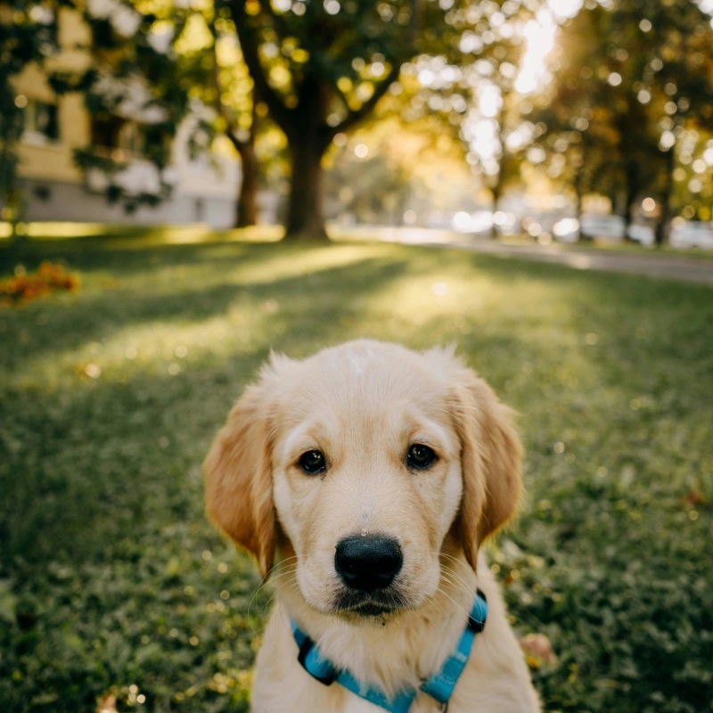 The Ultimate Guide to Pet Harnesses, Collars, and Leashes: Choosing the Right Gear for Your Pet