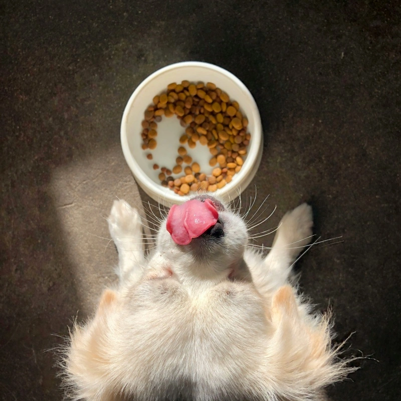 Pet Dry Food vs Wet Food: Which Is Healthier for Your Pet?