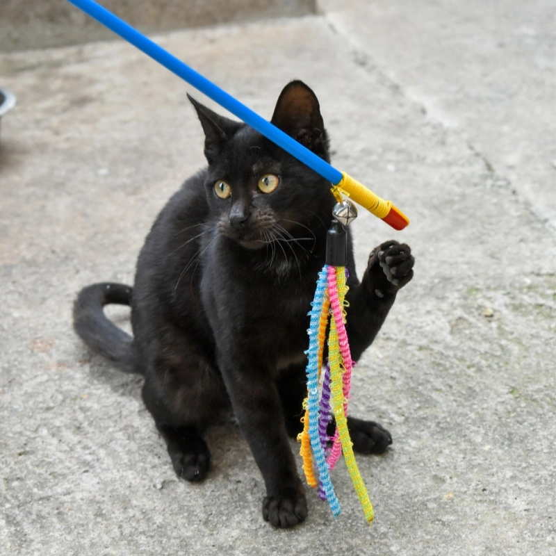 Breaking the Cycle: How Pet Toys Can Help Reduce Anxiety in Rescue Dogs & Cats