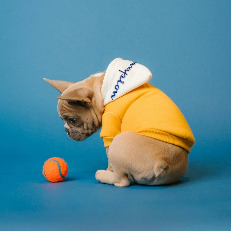 Best DIY Pet Toys You Can Make at Home: Creative, Budget-Friendly, and Fun