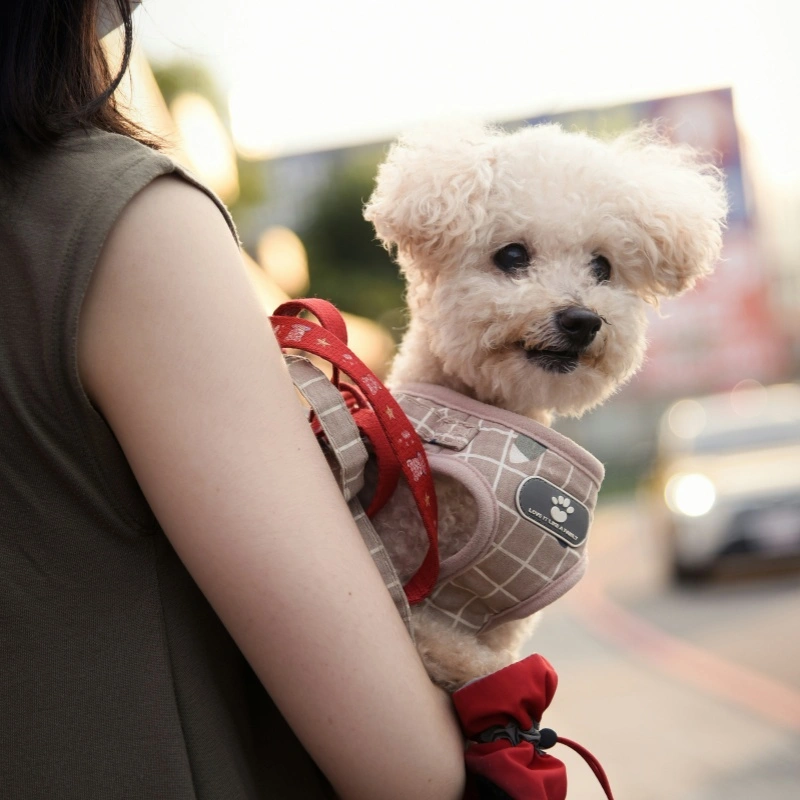 How to Choose the Right Dog Harness vs Collar: Which Is Safer & More Comfortable?