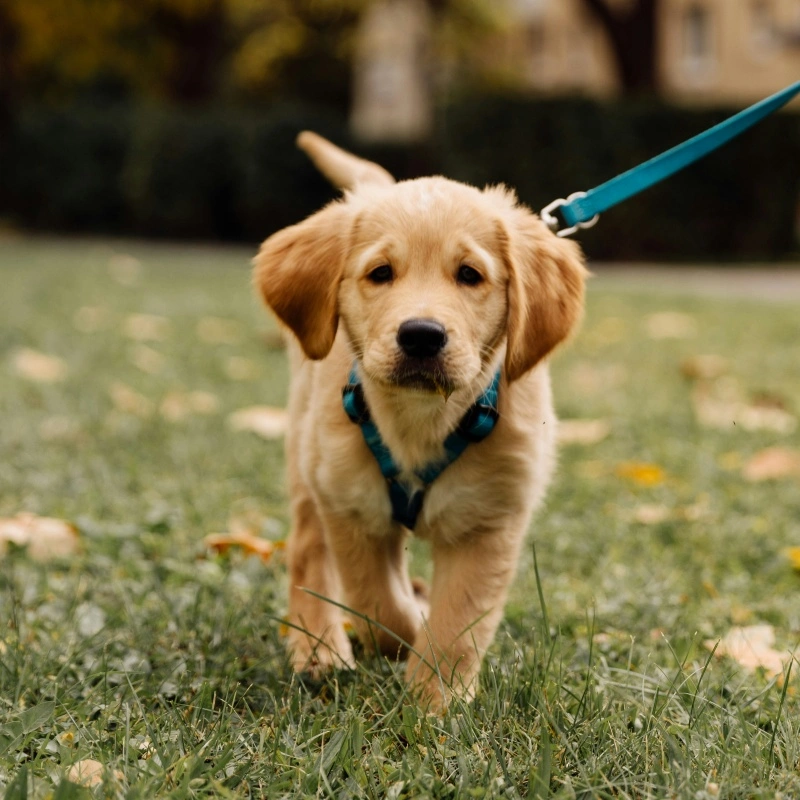 Training Your Puppy: Why a Front-Clip Harness & Short Leash Beat a Traditional Collar