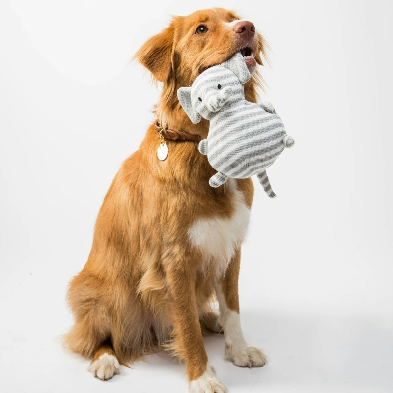 Top 10 Interactive Pet Toys That Keep Dogs & Cats Entertained While You’re Away