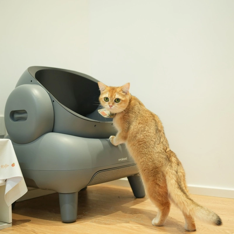 How to Choose the Right Cat Litter for Your Pet