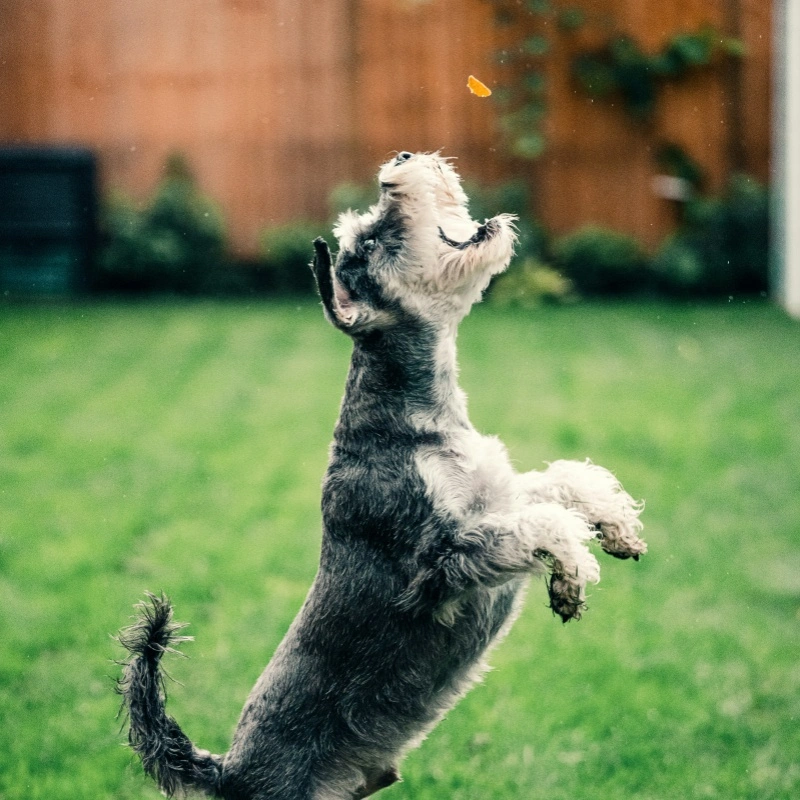 How to Select Healthy Pet Treats Your Pet Will Love