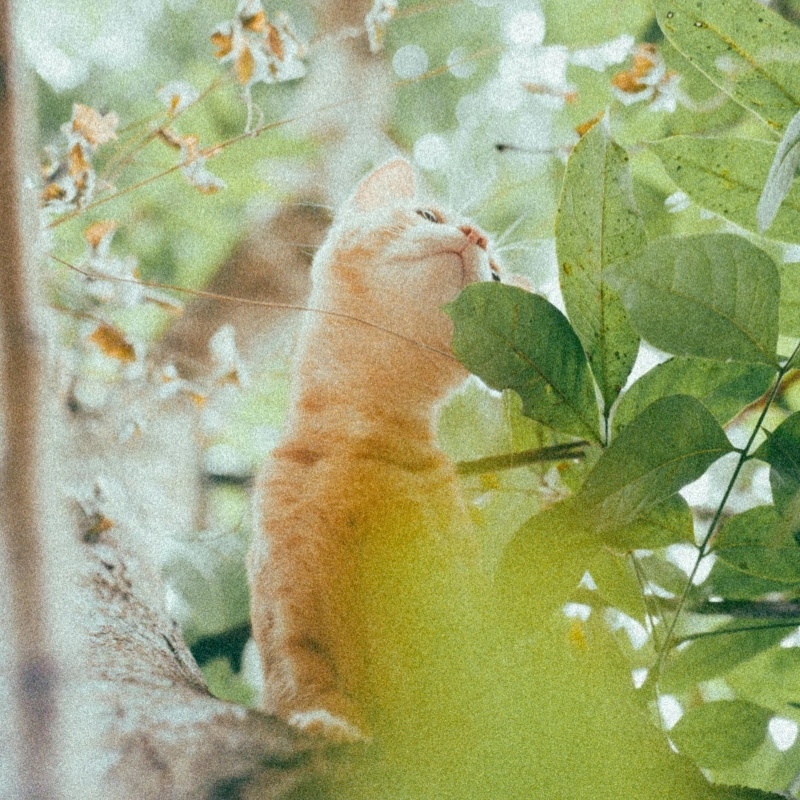 Multi-Pet Feeding Solutions: Best Feeding & Watering Supplies for Multiple Pets