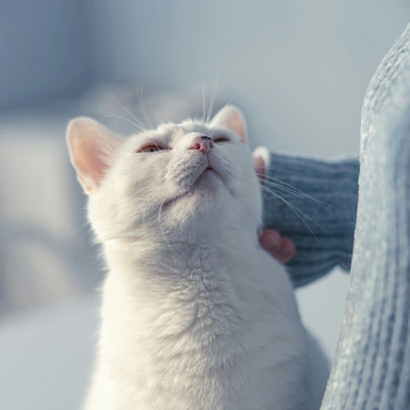 Multi-Cat Litter Solutions: The Best Cat Litter for Multiple-Cat Homes