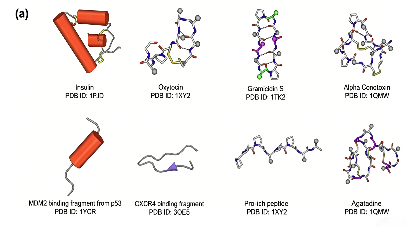 Why Peptide Design is the Next Frontier in AI Drug Discovery-1.png