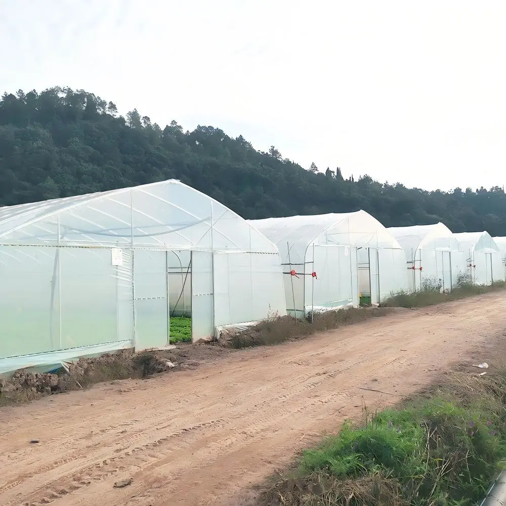 High-Quality Best Tunnel Greenhouse for Commercial Farming – Bafangle