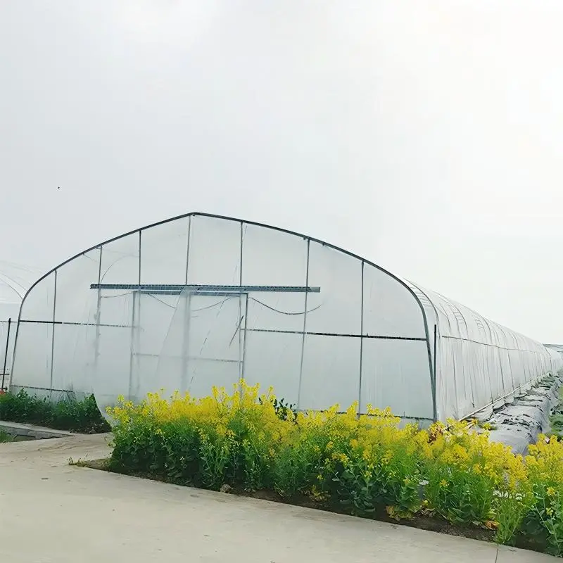 High Tunnel Greenhouse: Construction, Buying Guide, and Best Practices